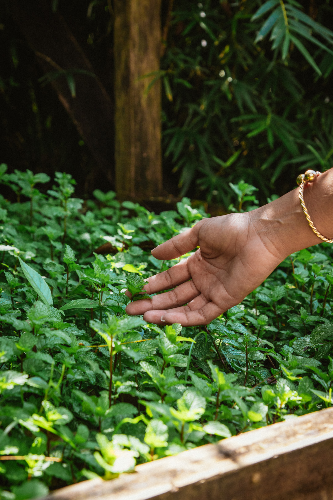 A hand reaching to touch the green bushes at The Rainforest Lodge at Sleeping Giant