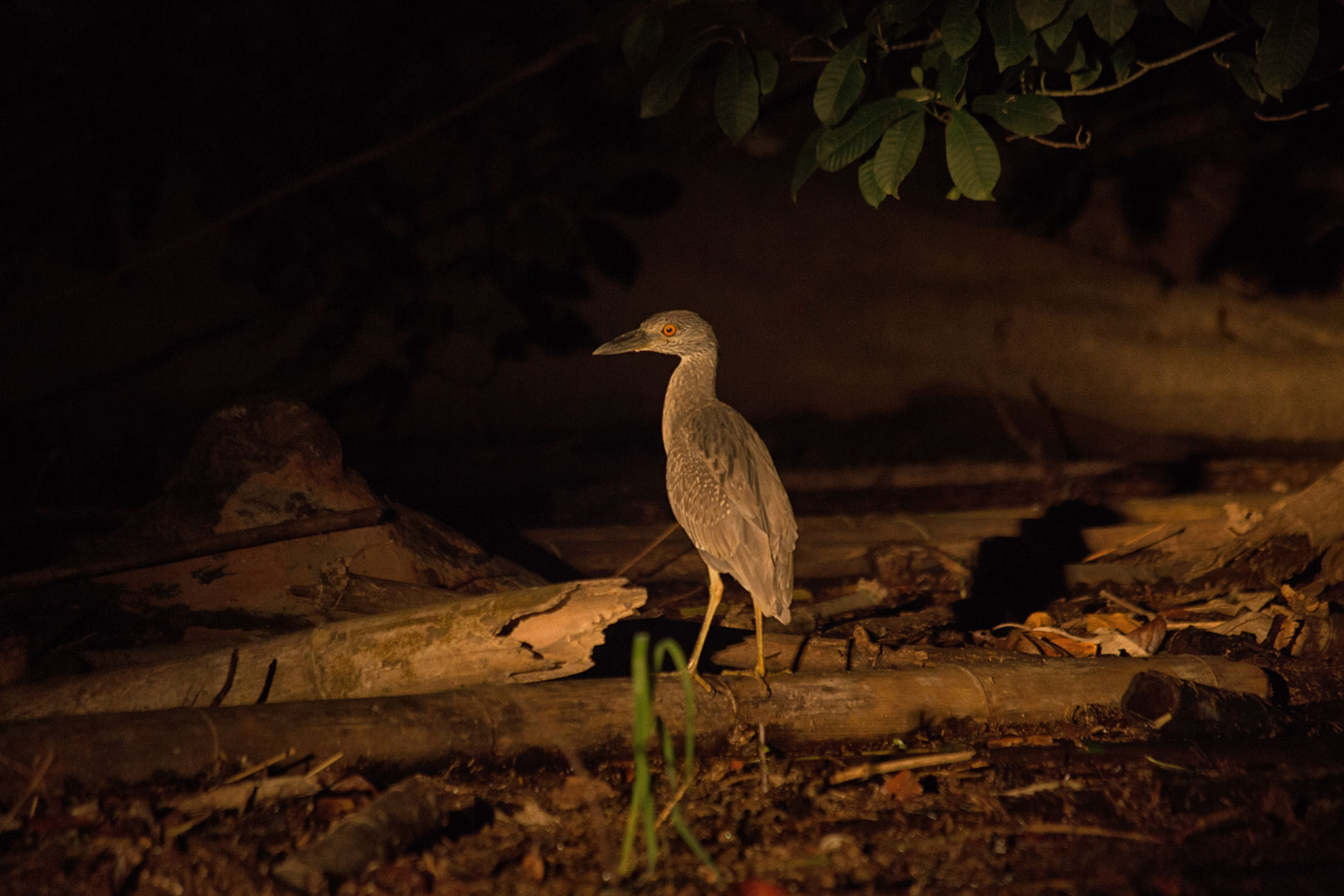 A wild jungle bird seen on the Jungle Safari after dark tour at The Rainforest Lodge at Sleeping Giant