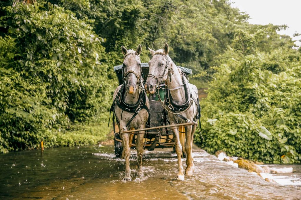 The horse and buggy passing through one of the shallow creeks at the Rainforest Lodge at Sleeping Giant