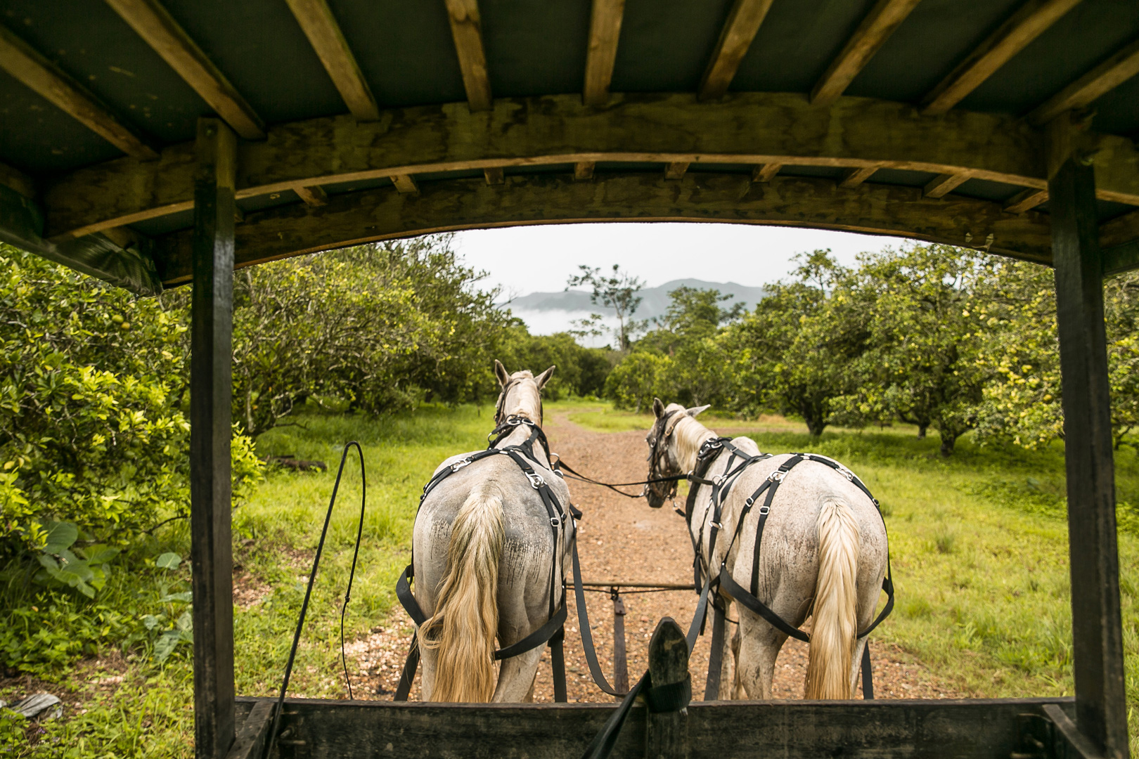 The horse and buggy cart passing through the orchard fields at the Rainforest Lodge at Sleeping Giant Resort