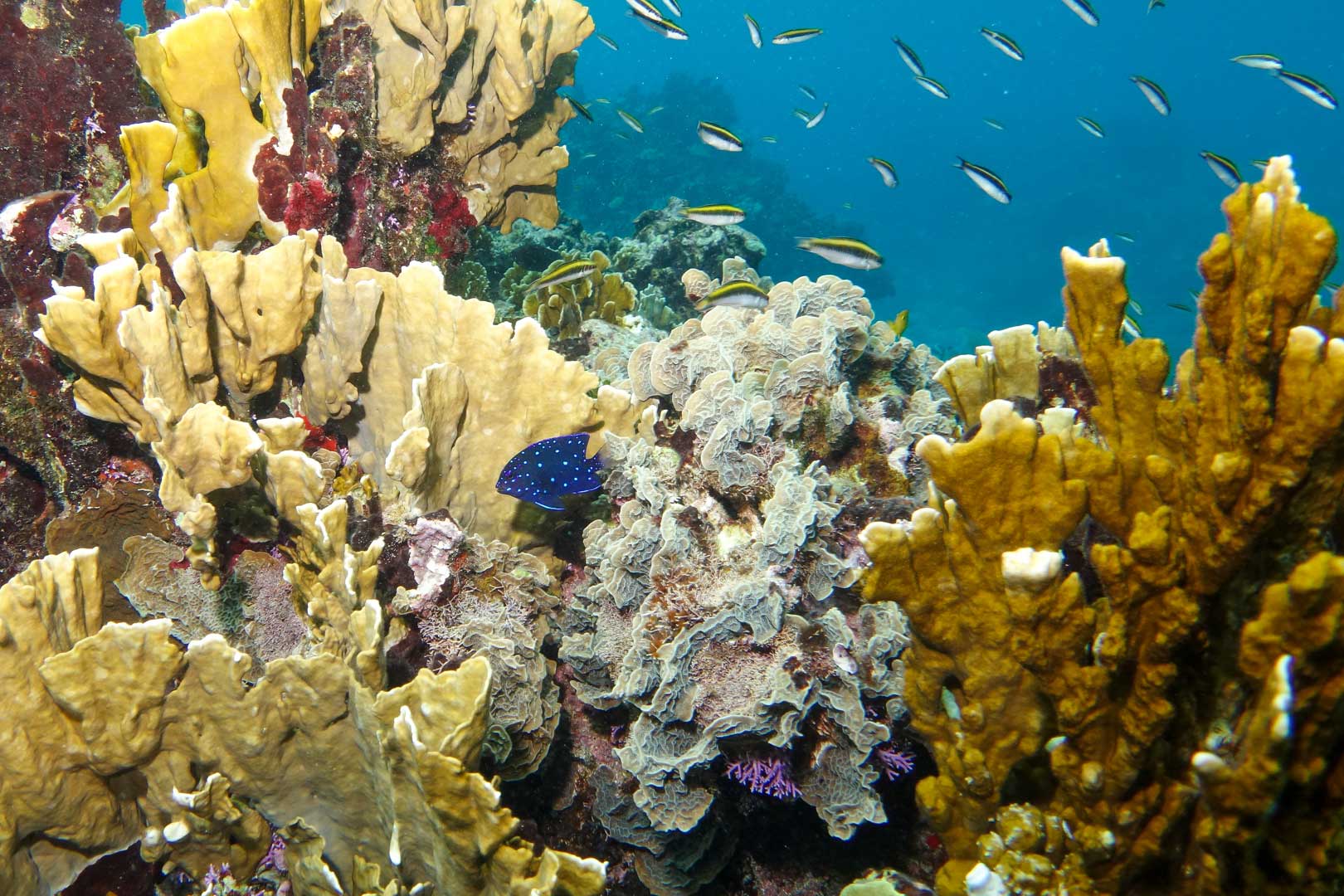 Clusters of coral and schools of fishes at the Belize Barrier Reef during the South Water Reef Snorkeling at The Rainforest Lodge at Sleeping Giant