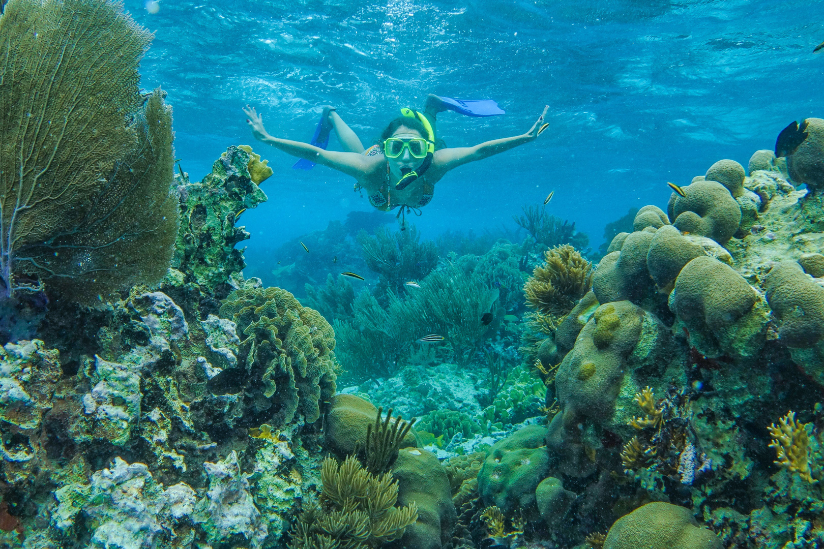 A guest snorkeling above corals and fishes at the Belize Barrier Reef at the Rainforest Lodge at Sleeping Giant