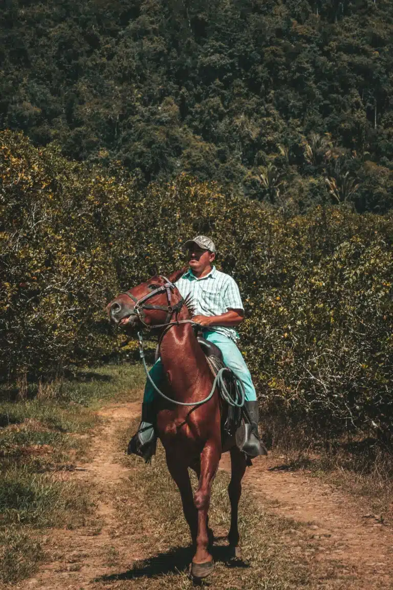 A tour guide on horseback in the orange orchards at The Rainforest Lodge at Sleeping Giant