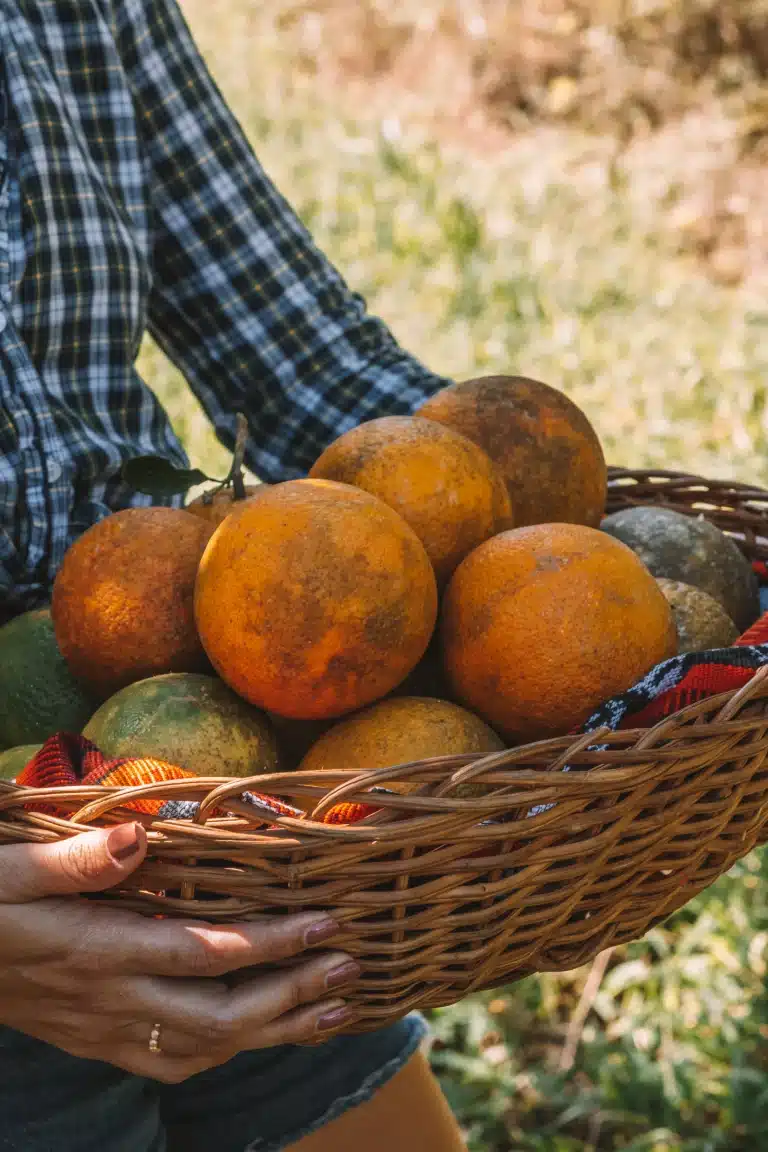 Fresh oranges being picked in the orange orchards at The Rainforest Lodge at Sleeping Giant Resort