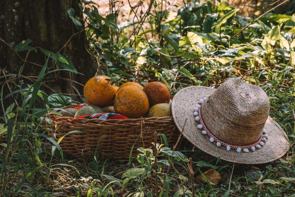 A basket filled oranges from the Orange Orchard at The Rainforest Lodge at Sleeping Giant